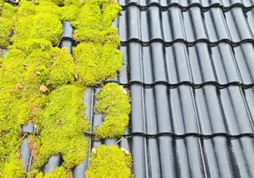 Derfor får du mos på taget. Tips til, hvordan du beskytter dit tag